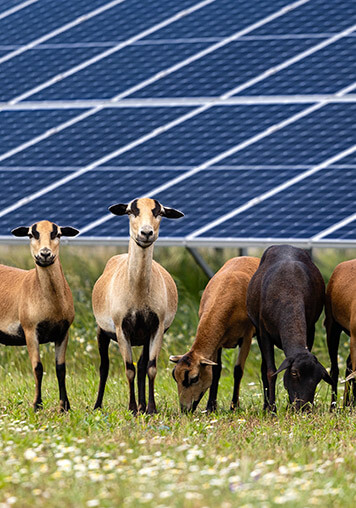 Goats stand in front of a solar farm