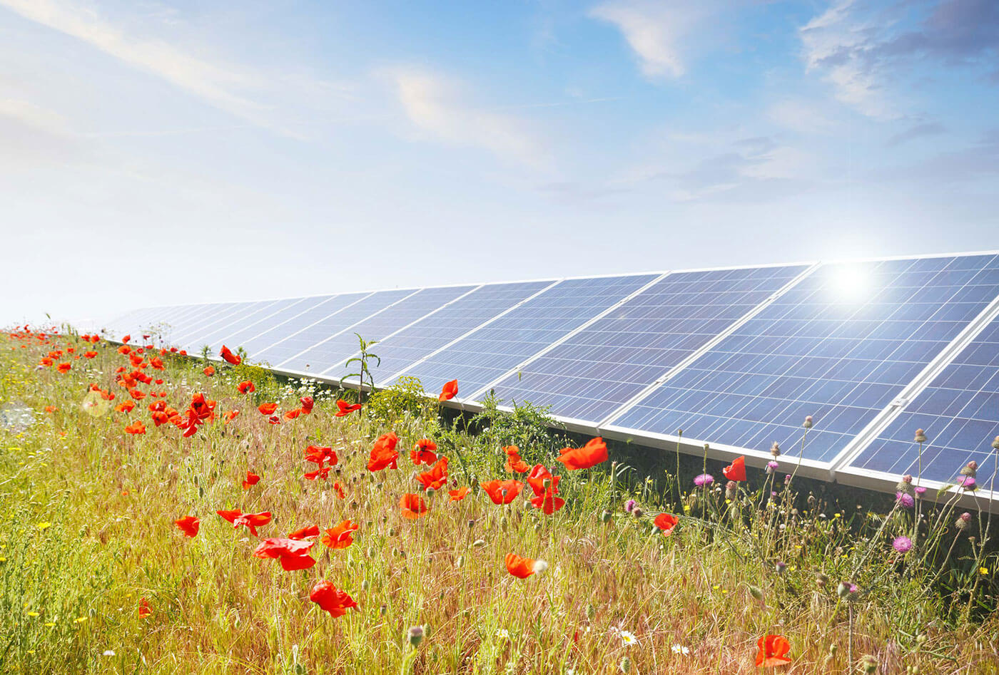 A lot of poppies and daisies and other colorful flowers in front of a solar park.