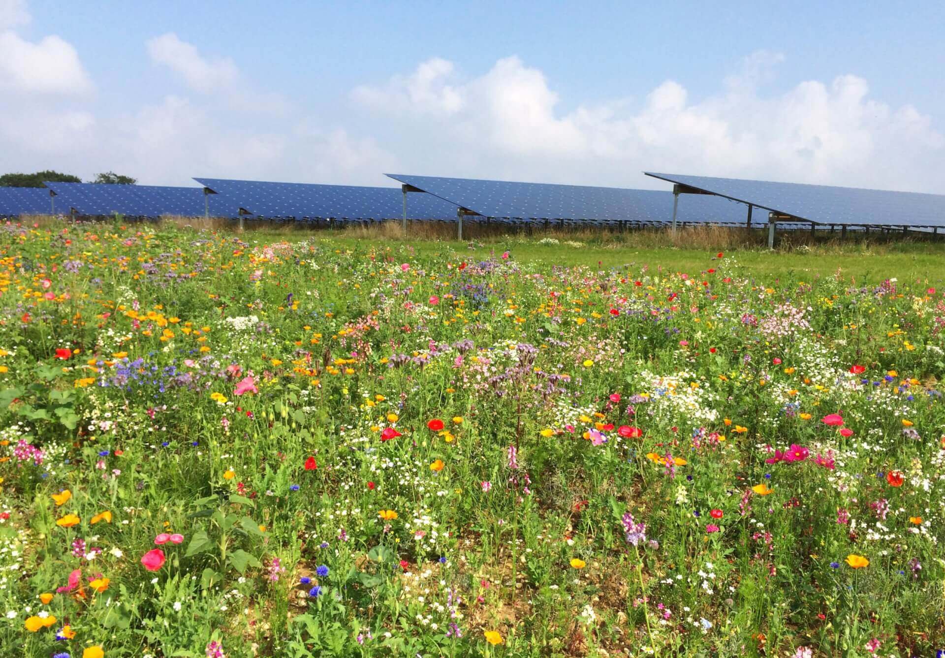 Solar panels in the background, flower meadow in the foreground