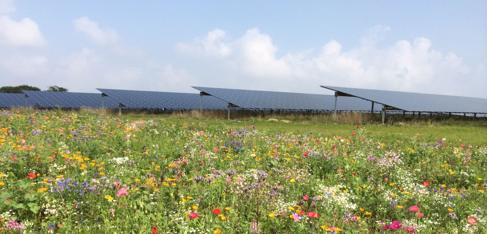Colourful flower meadow in front of a solar park