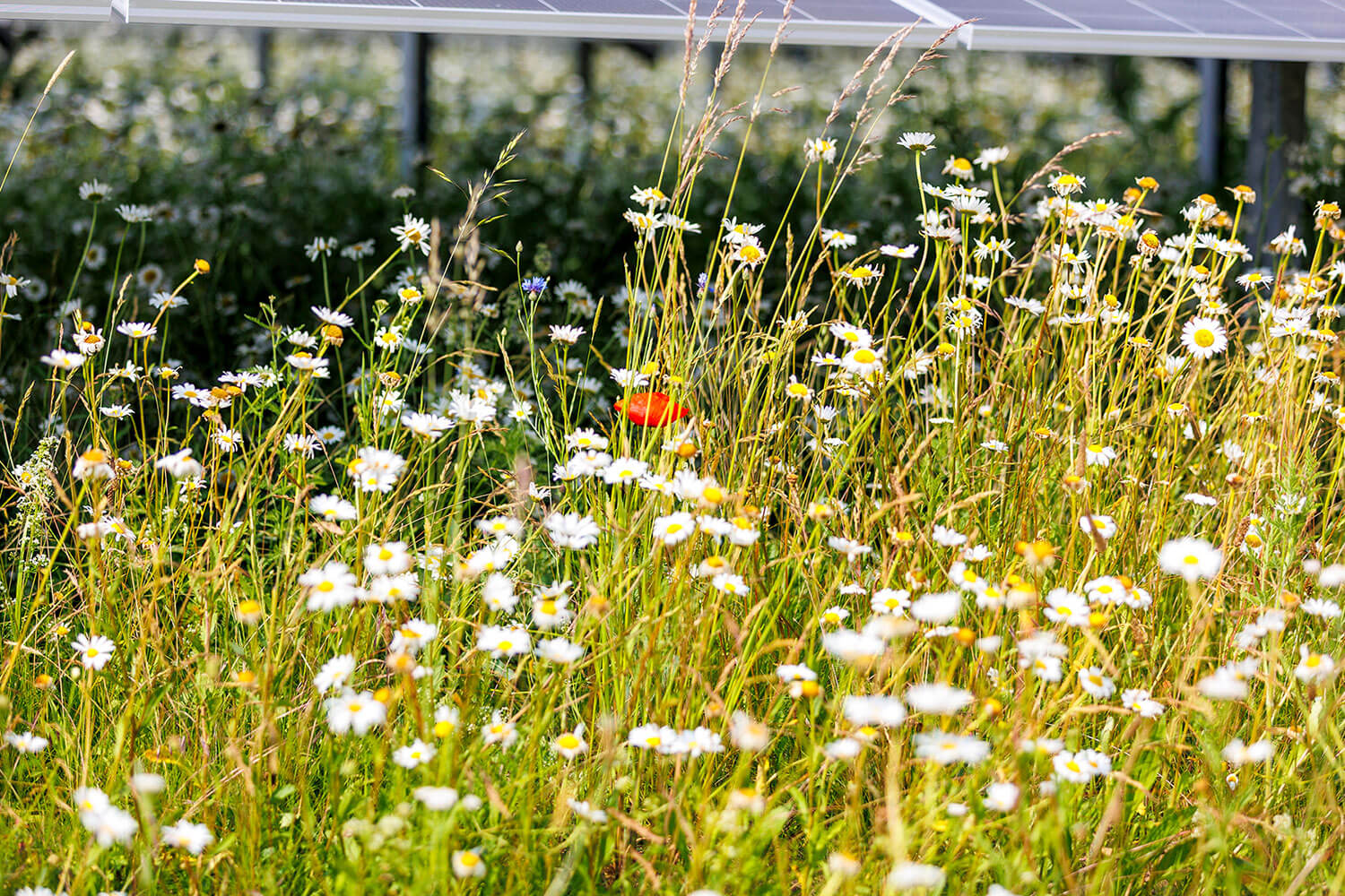 low soil sealing exemplified on a solar farm where lots of flowers grow
